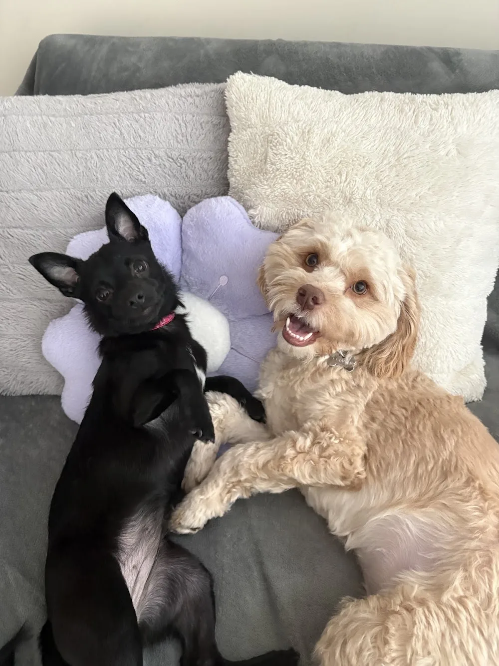 Pawsitive Vibes - Toronto pet otel görseli 2