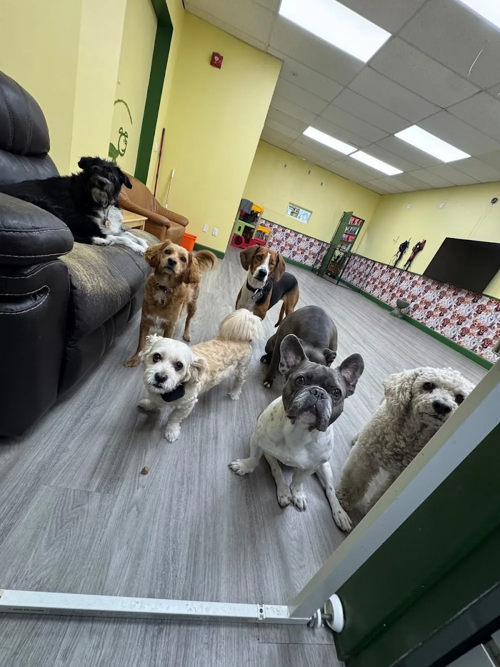 Peka Paws Retreat limited - Toronto pet otel görseli 2