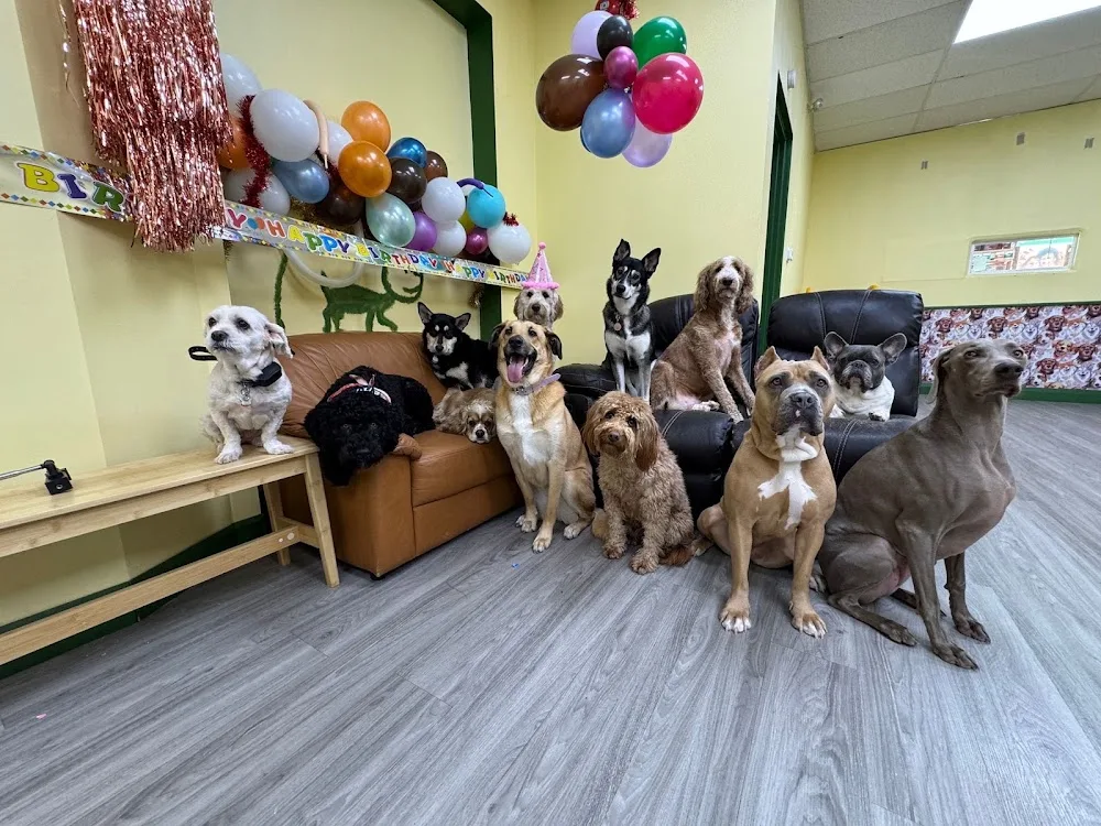 Peka Paws Retreat limited - Toronto pet otel görseli 3