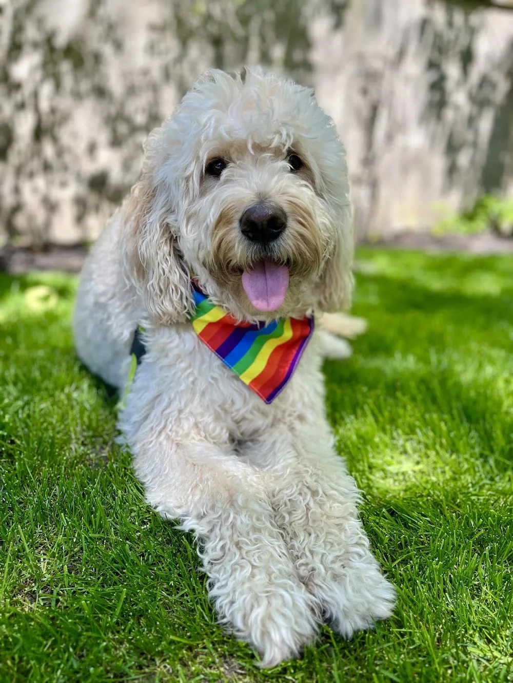 Pride Paws Walking + Boarding - Toronto pet otel