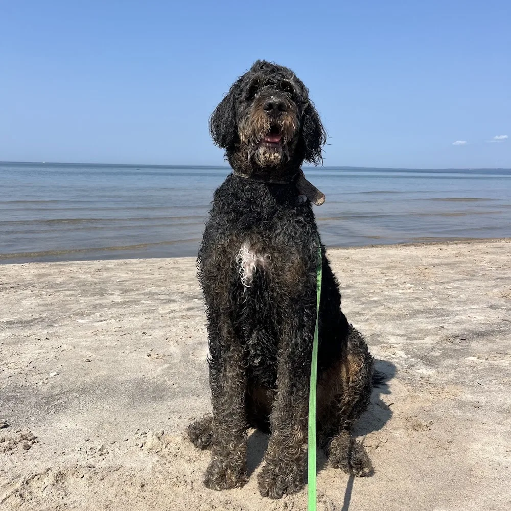 Pride Paws Walking + Boarding - Toronto pet otel görseli 3