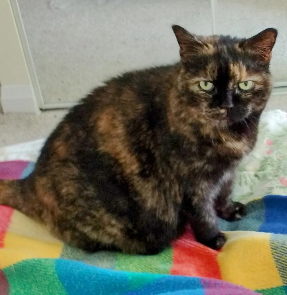 Professional Cat Sitter - Toronto pet otel görseli 2