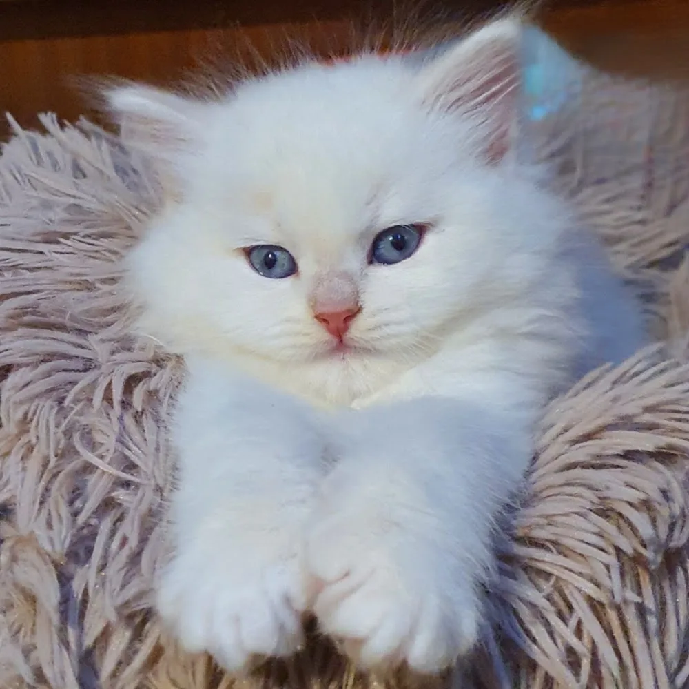 Siberian Soul cattery - Toronto pet otel