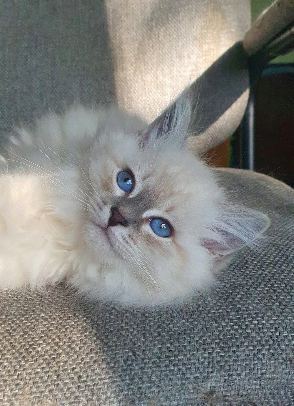 Siberian Soul cattery - Toronto pet otel görseli 3