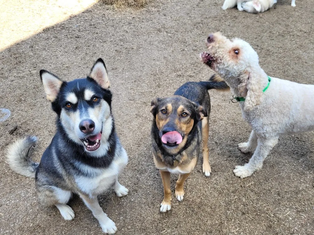 Soulmutts Toronto - Dog Daycare and Boarding - Toronto pet otel görseli 3