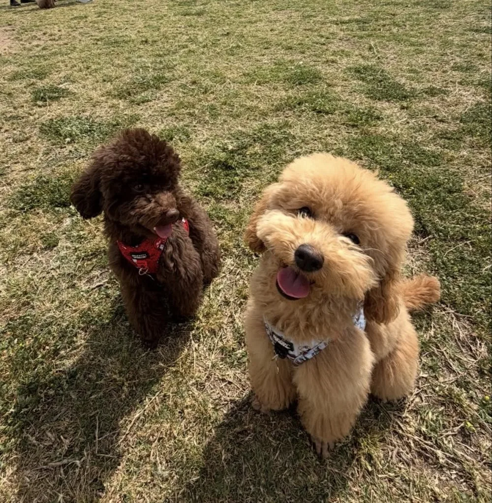 Spring pet sitting - Toronto pet otel