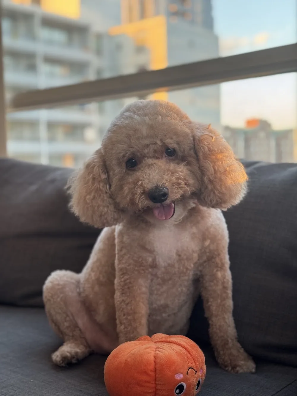Spring pet sitting - Toronto pet otel görseli 3
