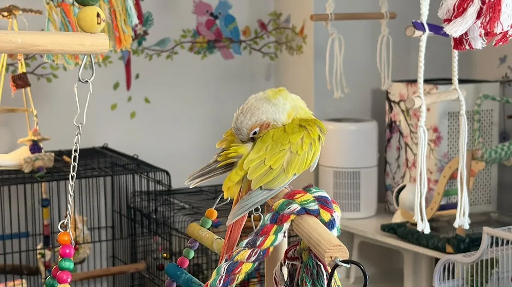 Sunshine Bird Sitting Toronto - Toronto pet otel