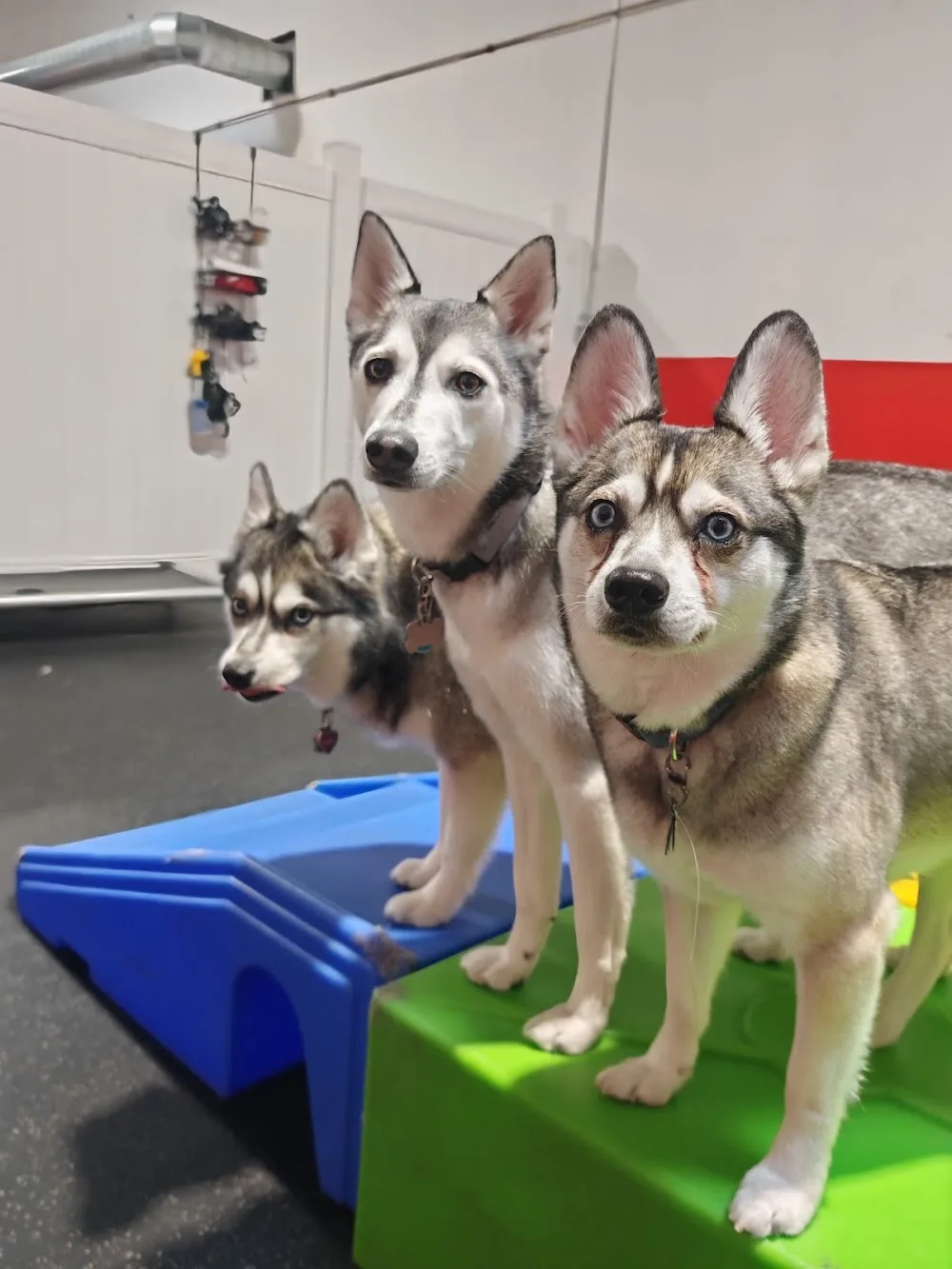 The Pooches Playhouse Inc. - Toronto pet otel görseli 3