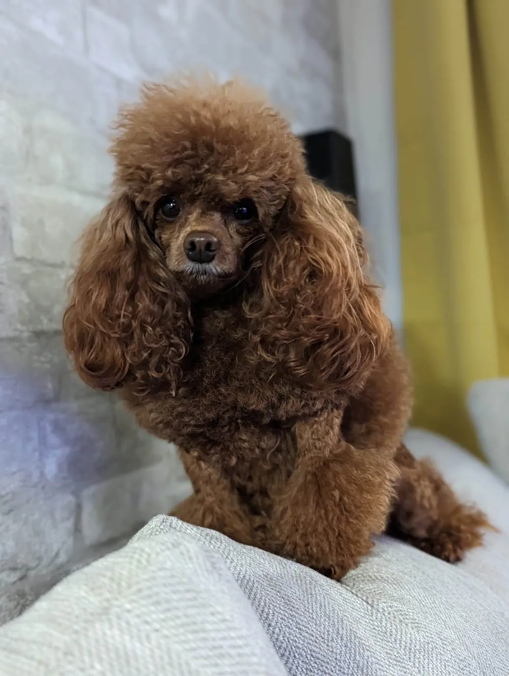 The Woof Hotel - Toronto pet otel