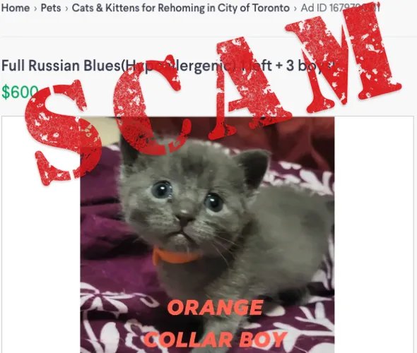 Toronto Russian Blue - Toronto pet otel