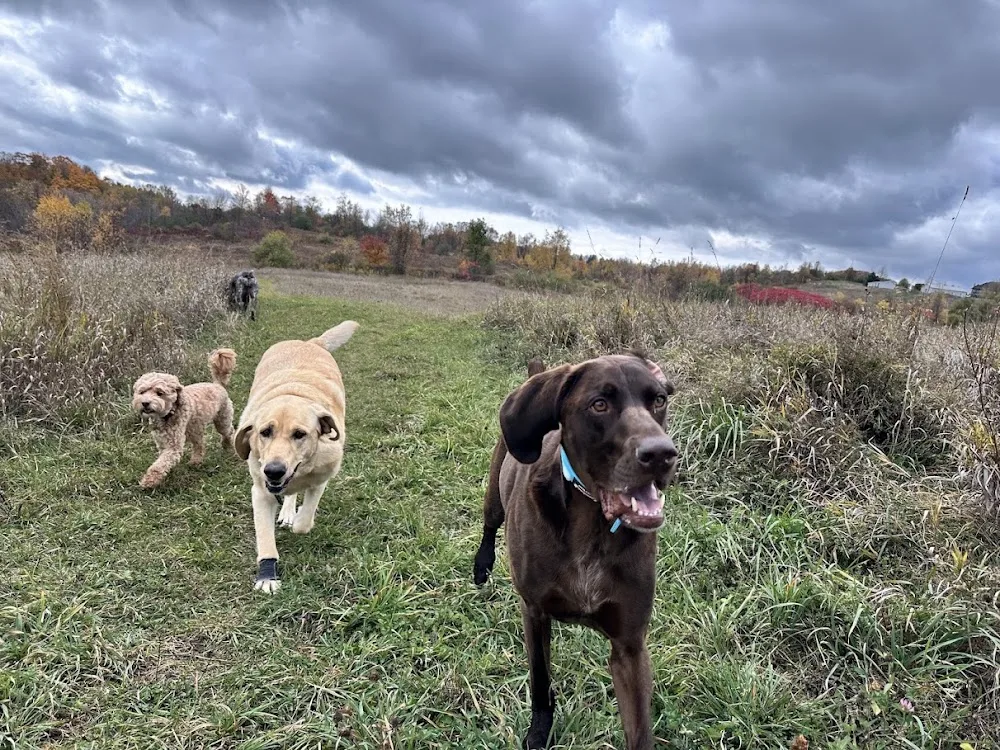 Woof! Dog Shop & Daycare - Toronto pet otel görseli 3