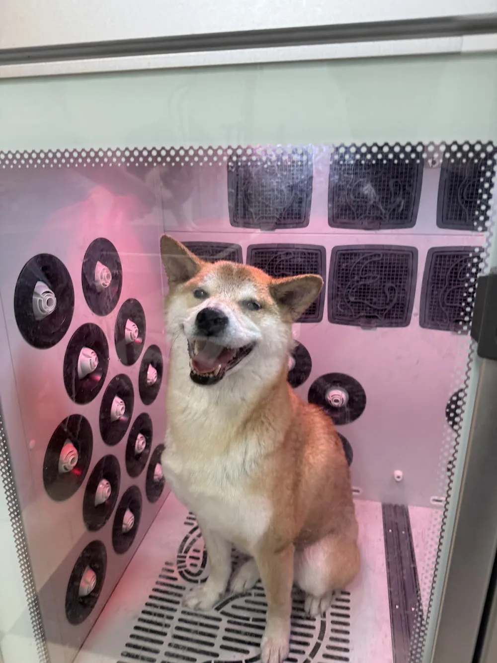 Yu Pet Grooming & Boarding - Toronto pet otel görseli 2