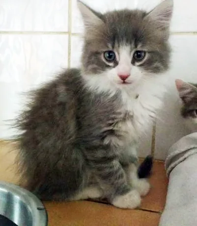 Chats, chiens... et oiseaux, garde d'animaux de compagnie - Toulouse pet otel görseli 2