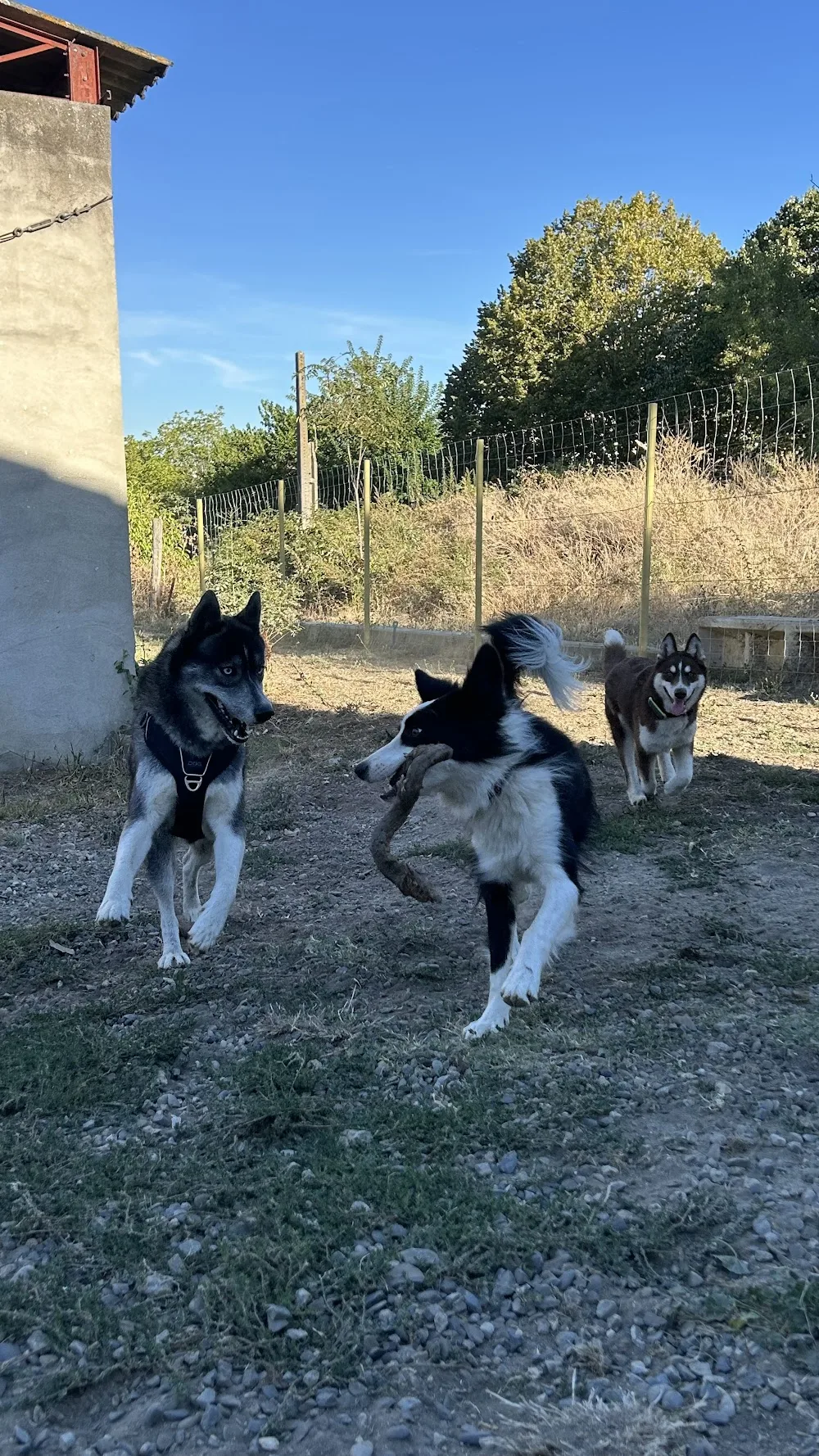 La Colo des Toutous - Toulouse pet otel görseli 3