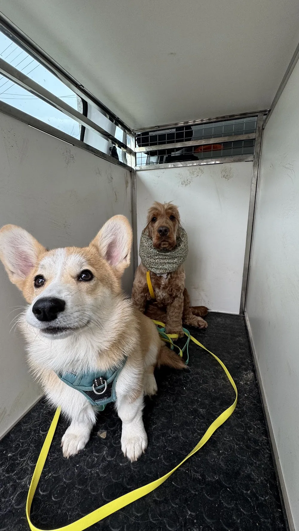 Yüz petsitting - Toulouse pet otel görseli 3