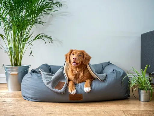 Canary Woof Dog Walking, Boarding & Daycare in E14 - Tower Hamlets pet otel