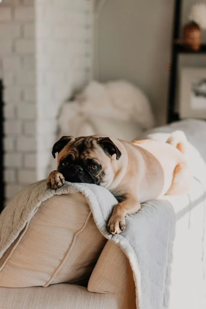 Canary Woof Dog Walking, Boarding & Daycare in E14 - Tower Hamlets pet otel görseli 3