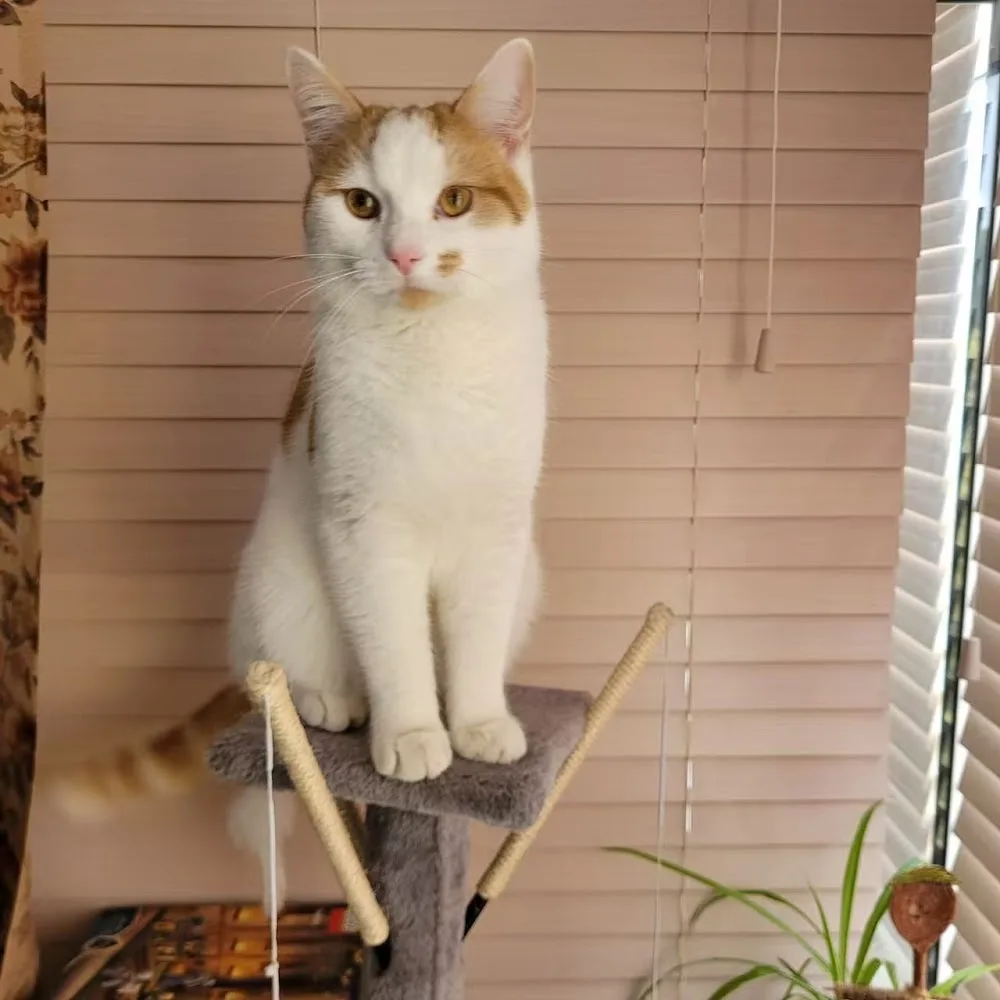 Purrfect 001 Cattery - Tower Hamlets pet otel