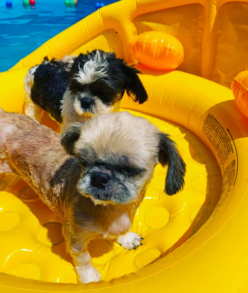BestFriends Kedi ve Köpek Pansiyonu - İstanbul pet otel