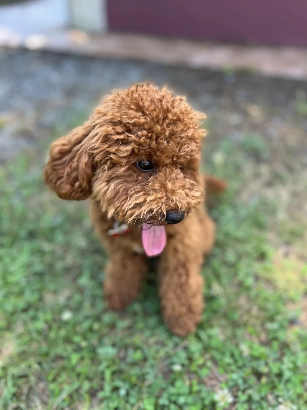Club Rintintin Köpek Oteli - Eğitim Merkezi - İstanbul pet otel görseli 3
