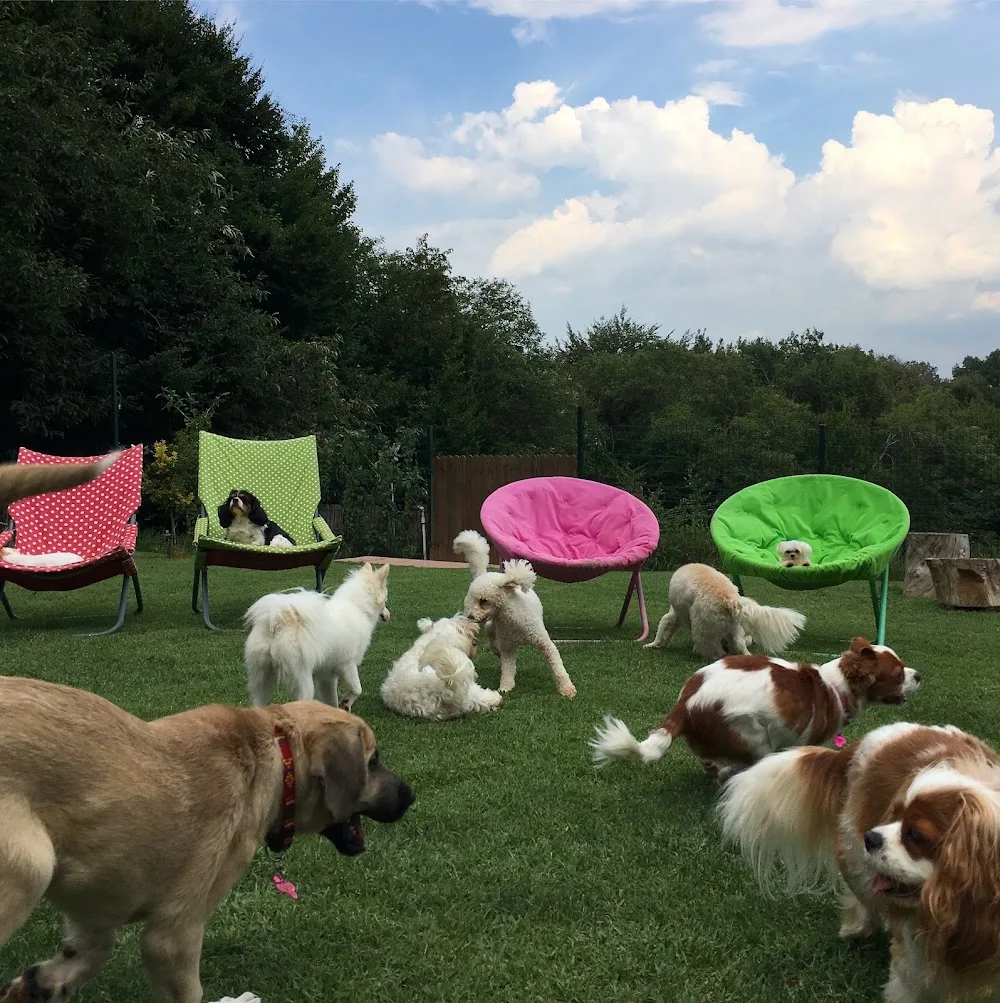 Hacer Gani Mutlu Köpek Oteli - İstanbul pet otel görseli 2