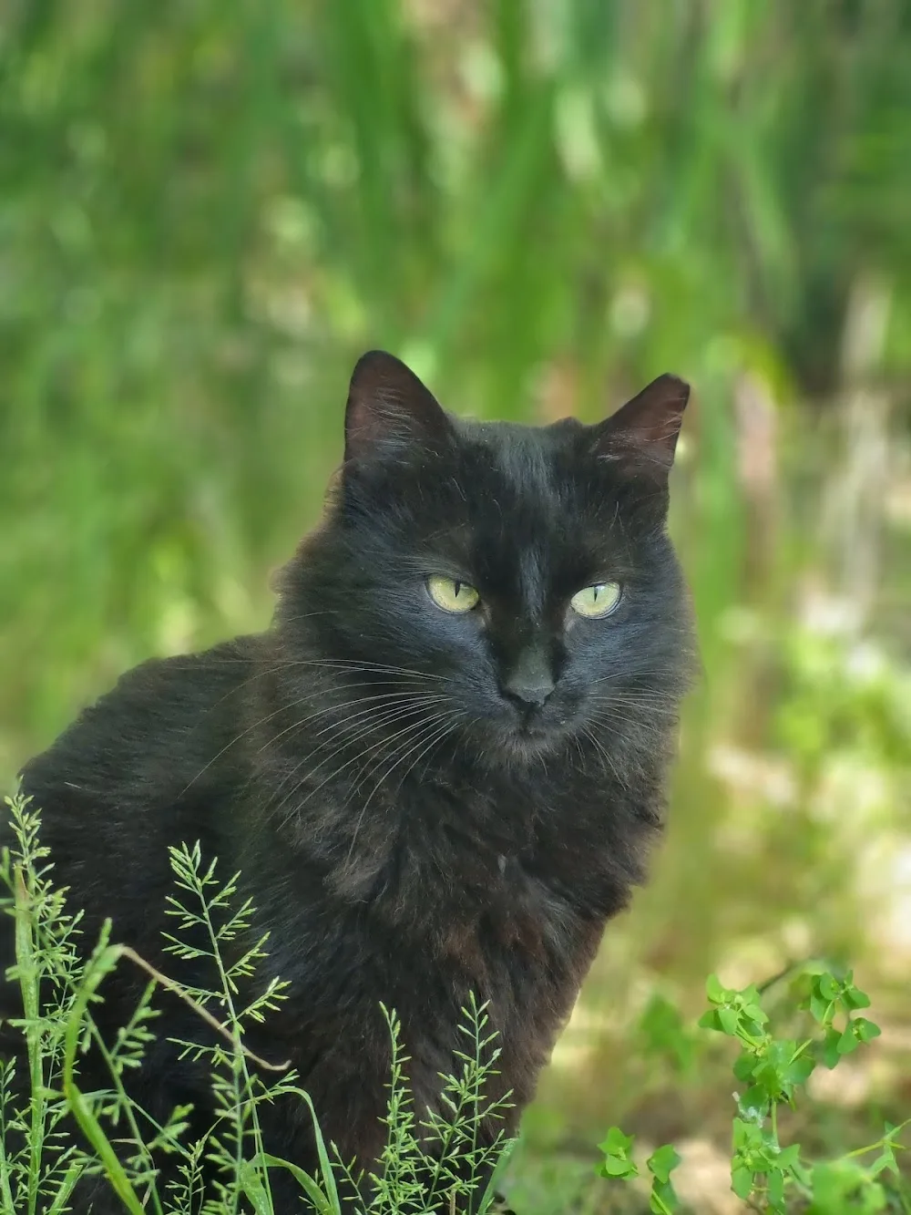 Kedi Oteli - İstanbul pet otel