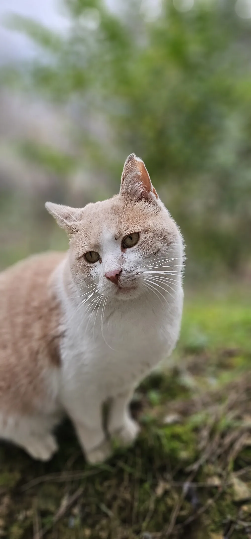 Kedi Oteli - İstanbul pet otel görseli 5