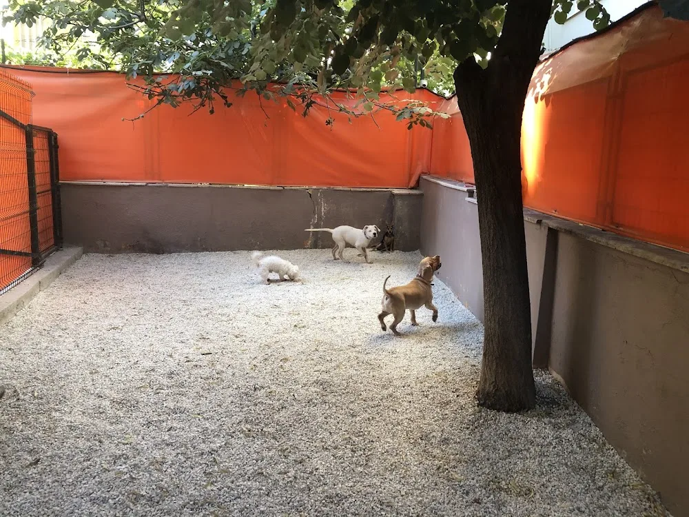 Pozito Pet Otel - İstanbul pet otel görseli 2