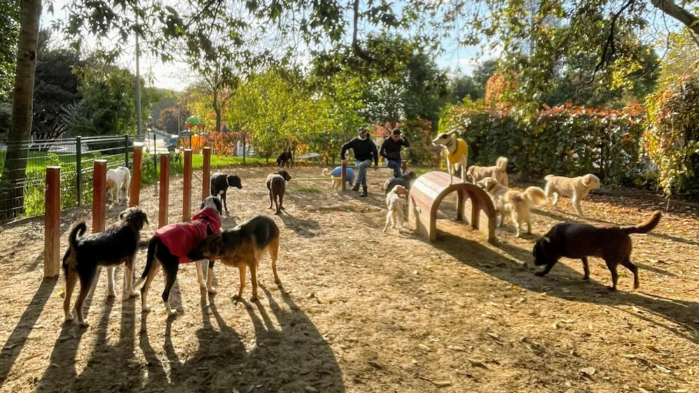 Sosyal Köpekler Kulübü - İstanbul pet otel görseli 2