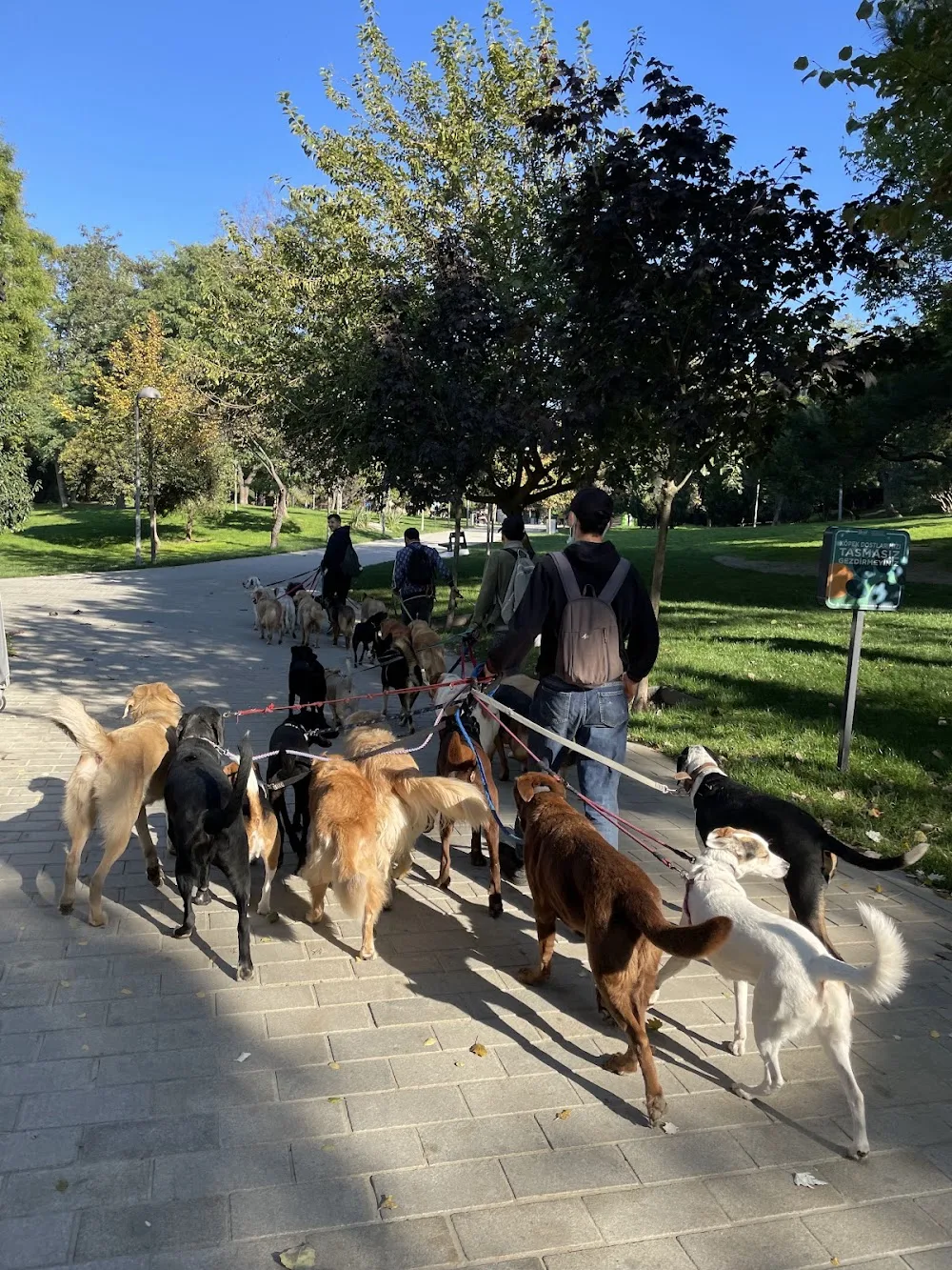 Sosyal Köpekler Kulübü - İstanbul pet otel görseli 3