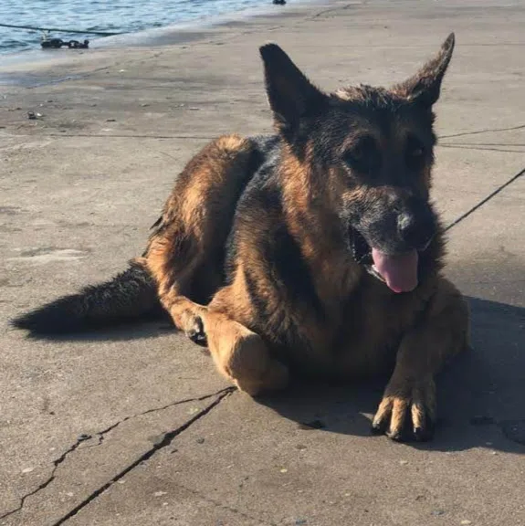 Sosyal Köpekler Kulübü - İstanbul pet otel görseli 4