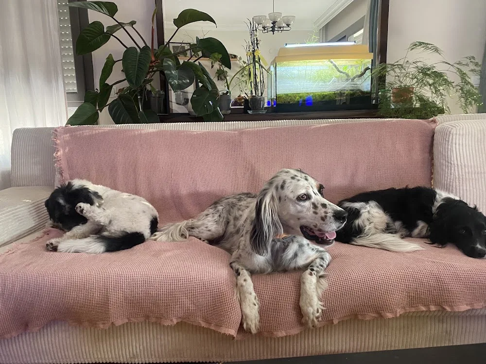 Dog Walker İzmir - İzmir pet otel