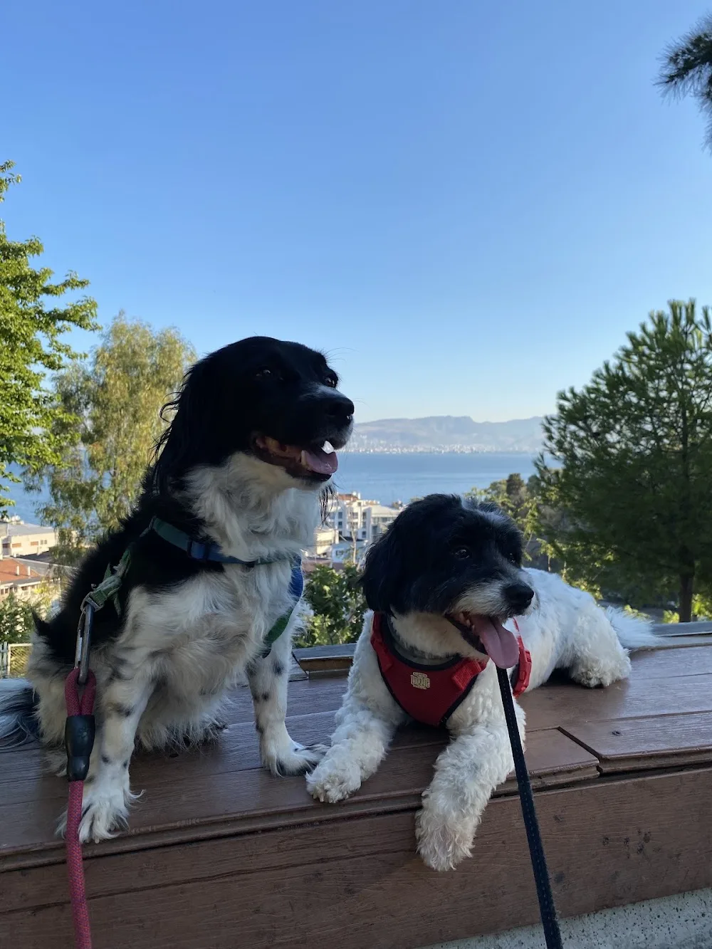 Dog Walker İzmir - İzmir pet otel görseli 3