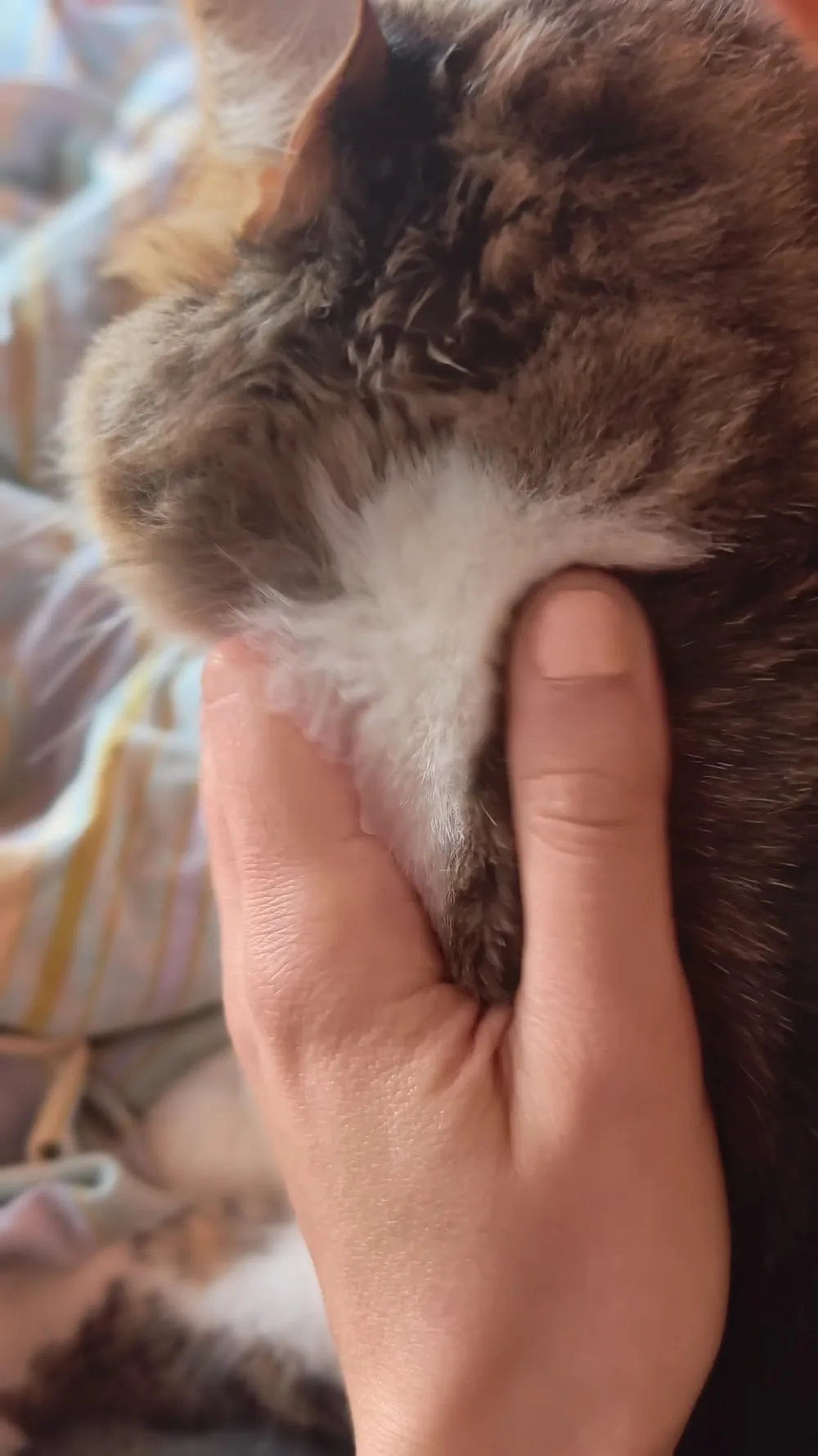 İzmir Kedi Pansiyon - İzmir pet otel görseli 4