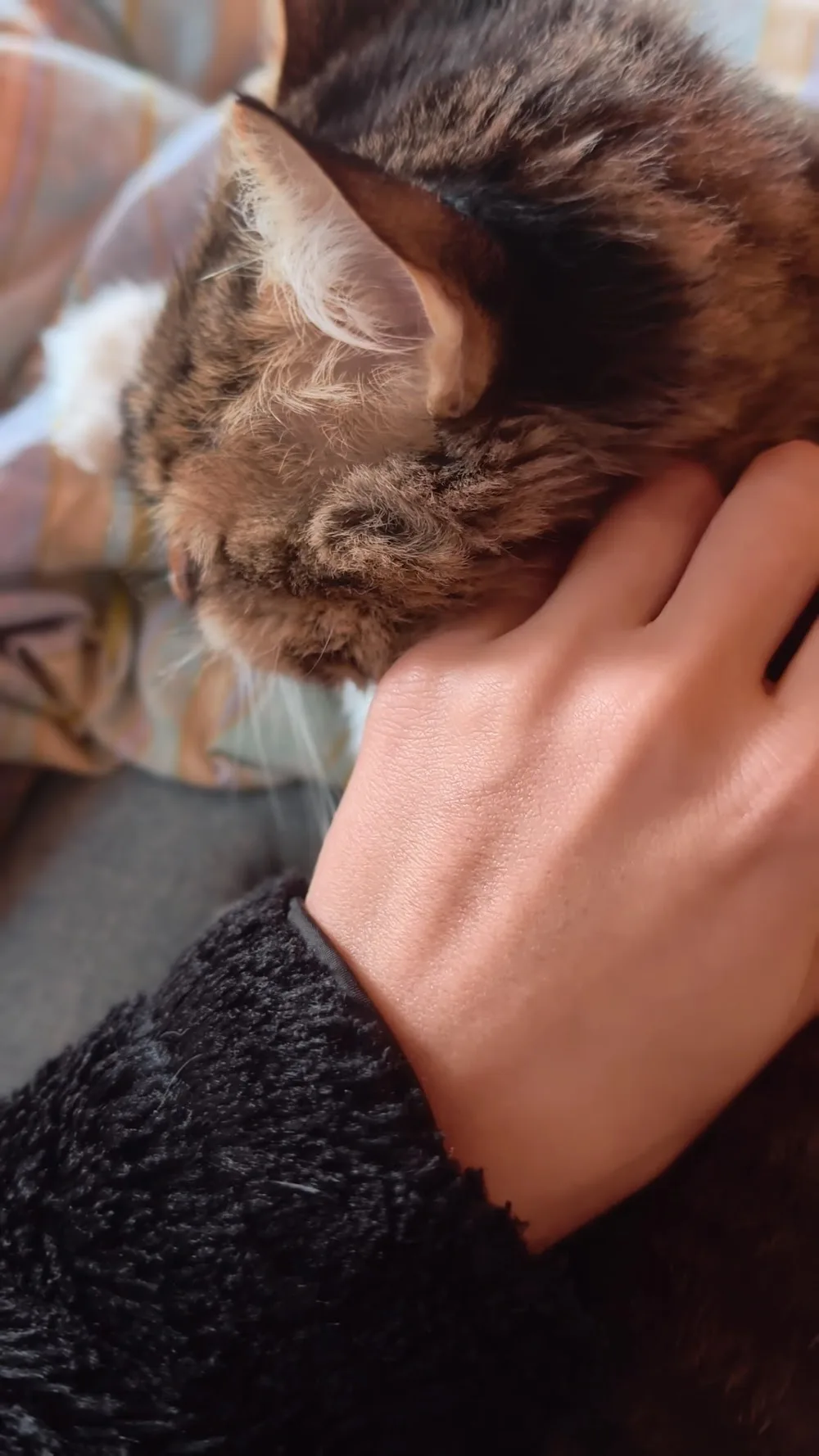 İzmir Kedi Pansiyon - İzmir pet otel görseli 5