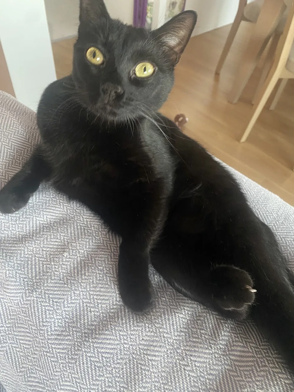 Karşıyaka Kedi oteli - İzmir pet otel