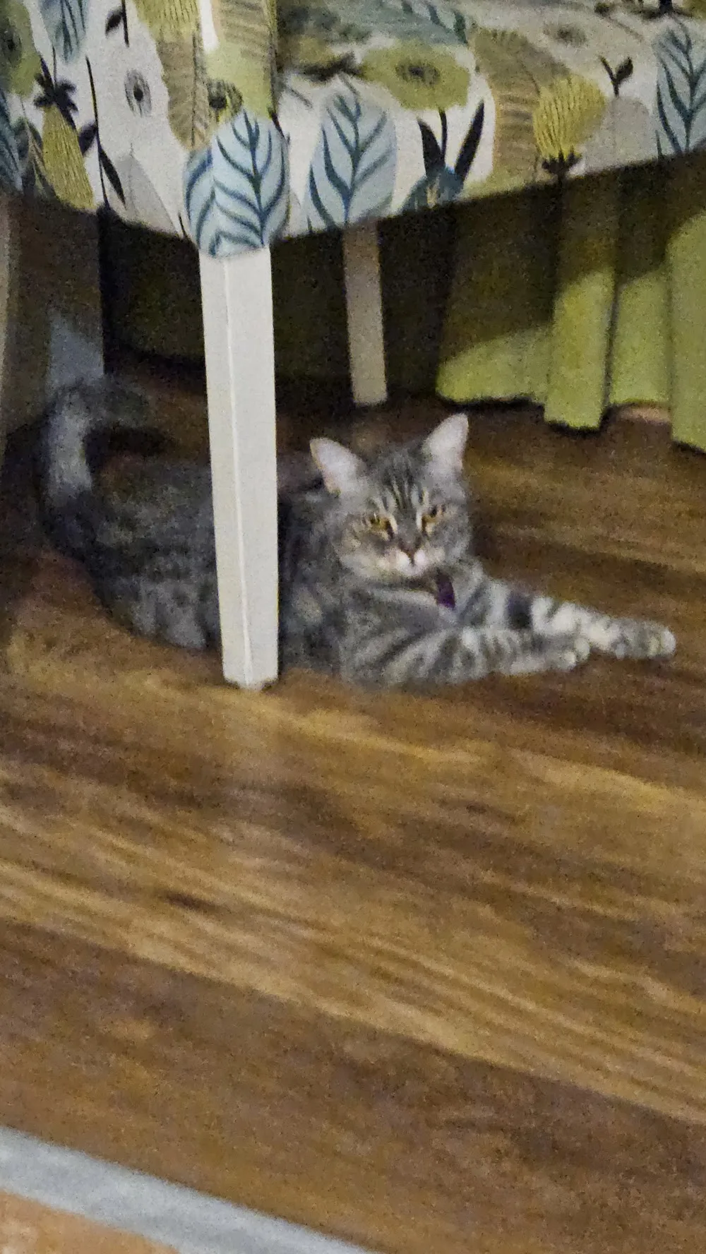 Karşıyaka Kedi oteli - İzmir pet otel görseli 3