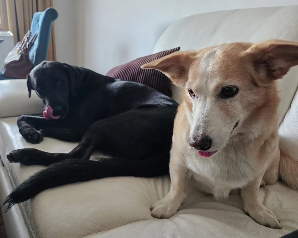 Hundepension Wien | Schnarchpfoten Haus - Traiskirchen pet otel