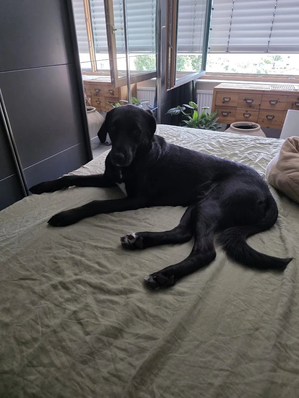 Hundepension Wien | Schnarchpfoten Haus - Traiskirchen pet otel görseli 3