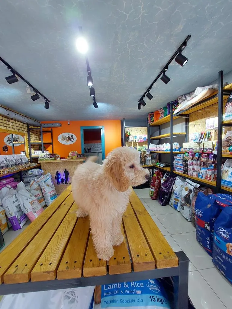 Trakya Köpek Oteli Pet Shop Kuaför - Tekirdağ pet otel görseli 3