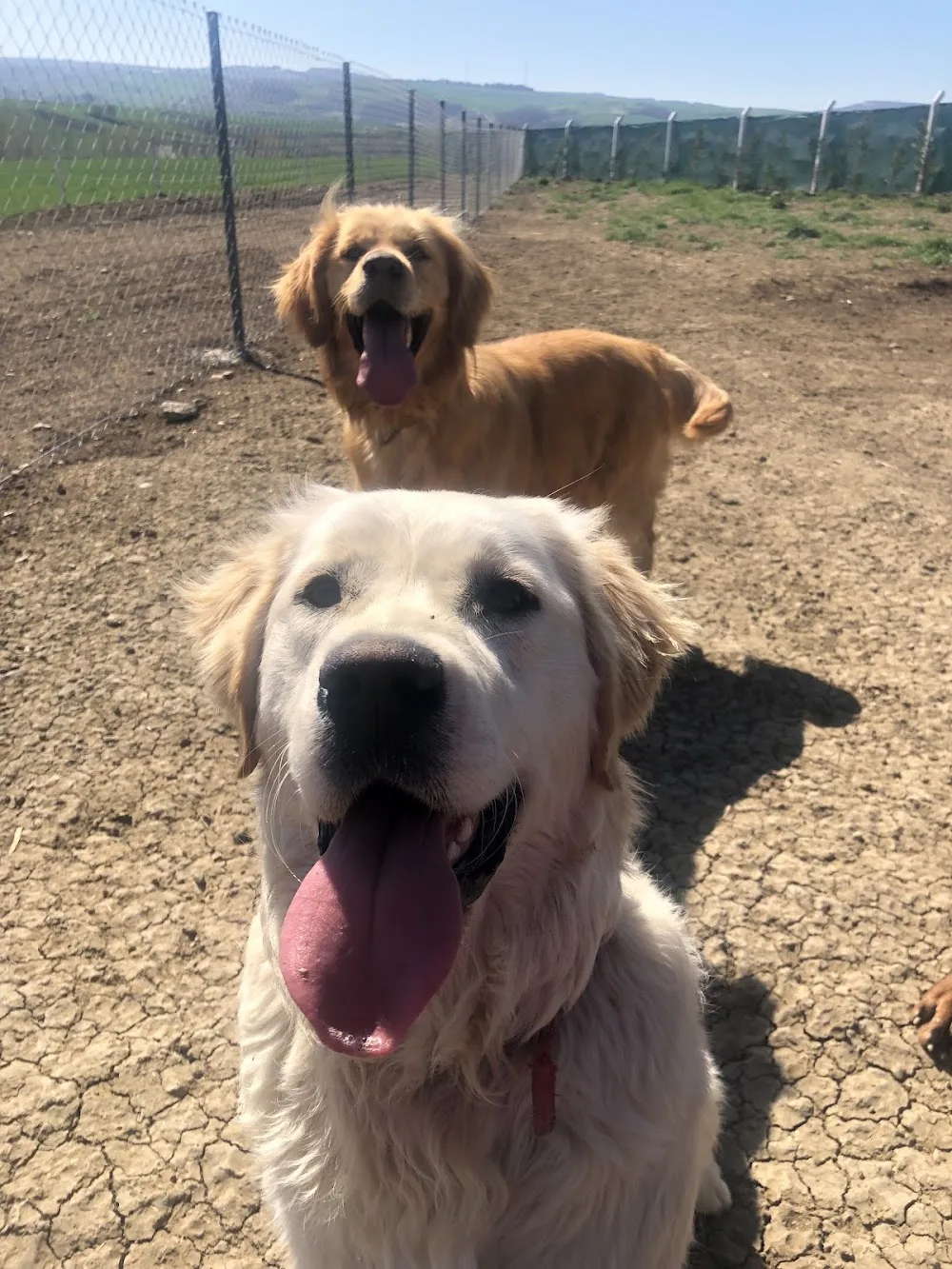 Trakya Köpek Oteli - Tekirdağ pet otel görseli 3