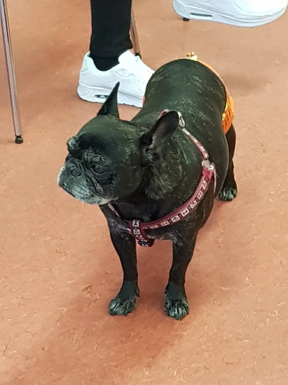 Dr. med.vet. Axel Kilo Tierarzt & Katzenpension - Trebur pet otel