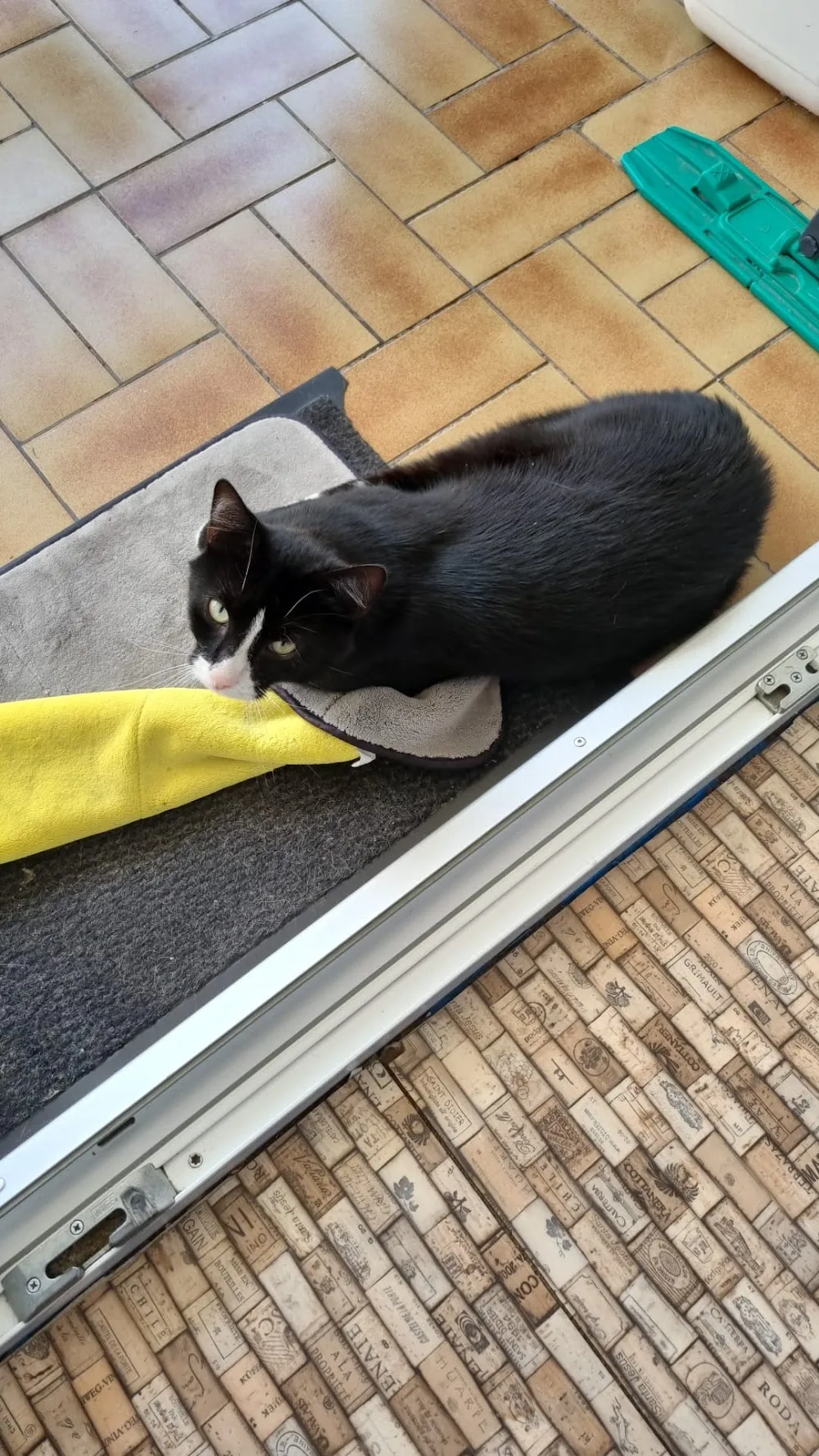 Dr. med.vet. Axel Kilo Tierarzt & Katzenpension - Trebur pet otel görseli 3