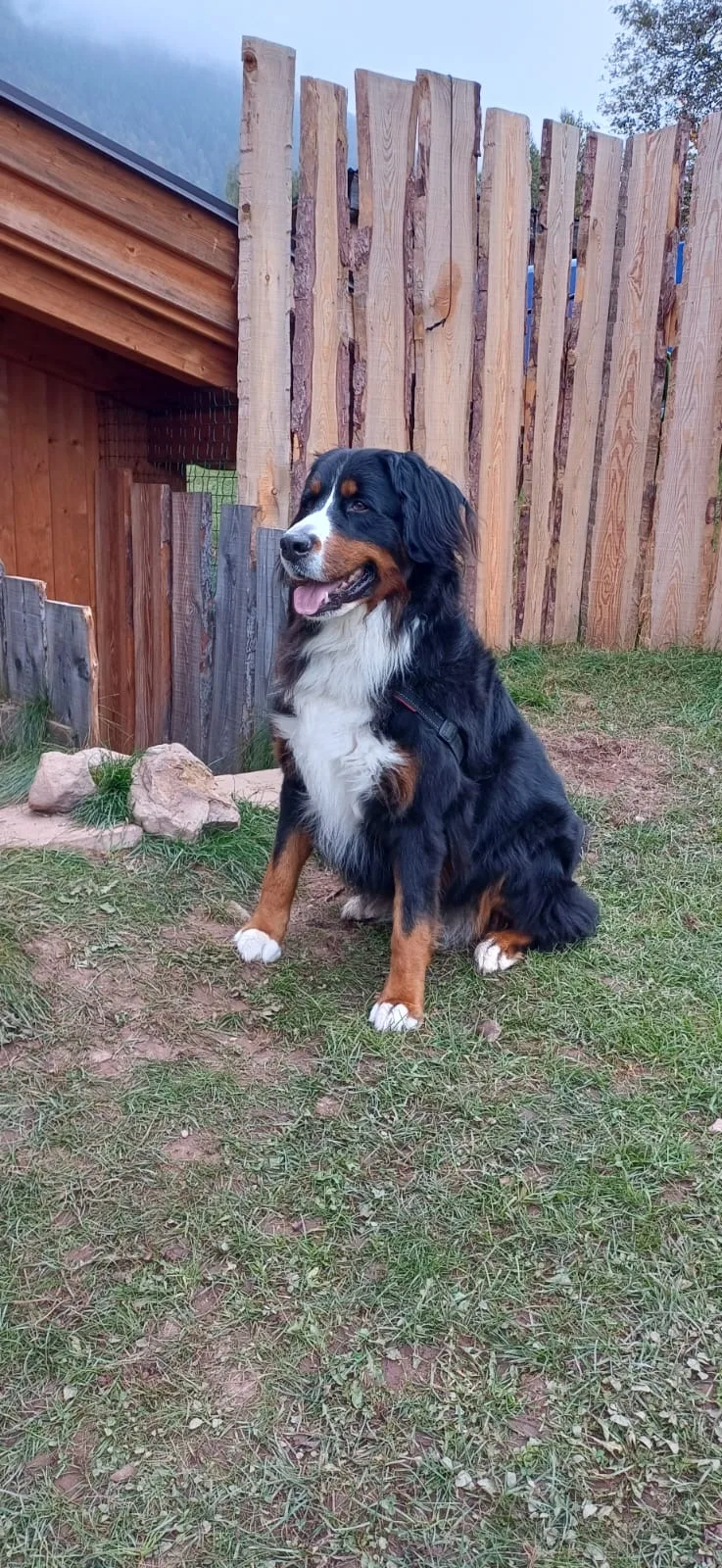 Amicane - Pensione casalinga per cani - Trentino pet otel
