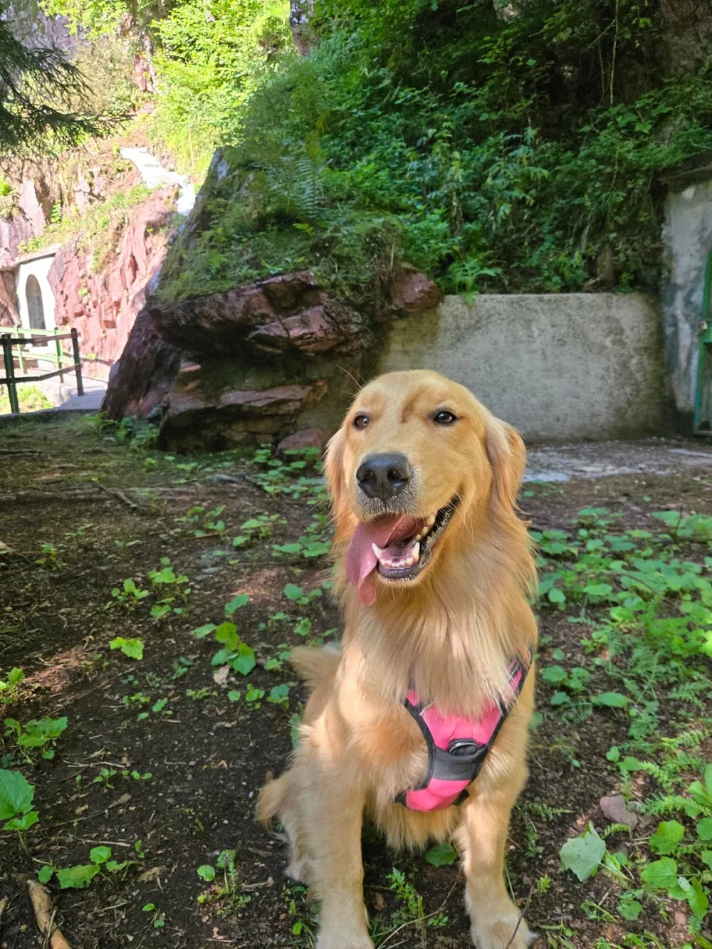 Amicane - Pensione casalinga per cani - Trentino pet otel görseli 3