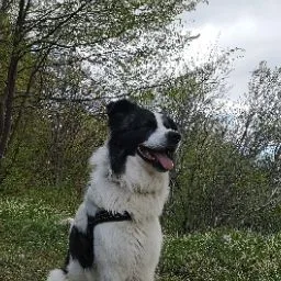 Amici del Cane Ranch - Treviso pet otel görseli 4