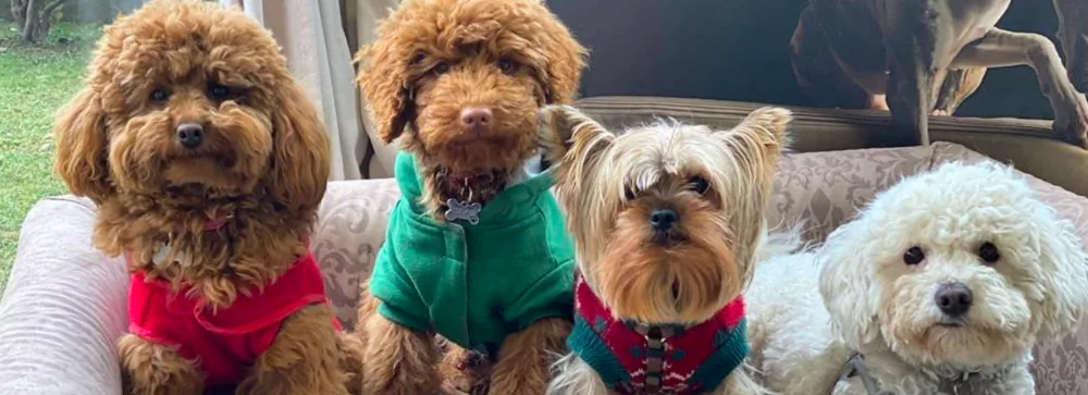 DeCouture Dog Resort - Pensione per cani - Treviso pet otel
