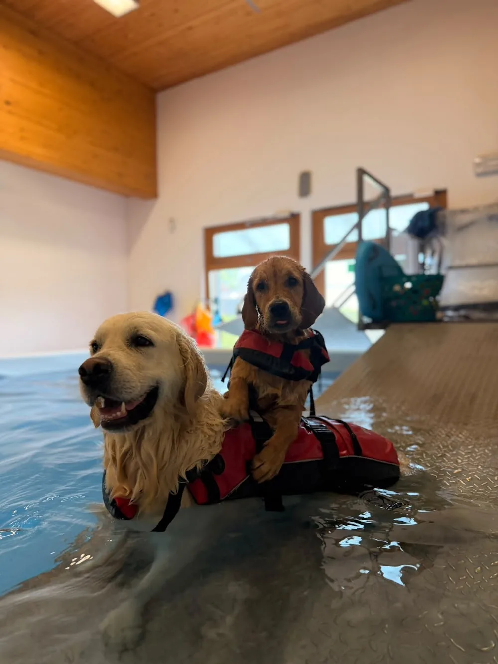 DeCouture Dog Resort - Pensione per cani - Treviso pet otel görseli 3