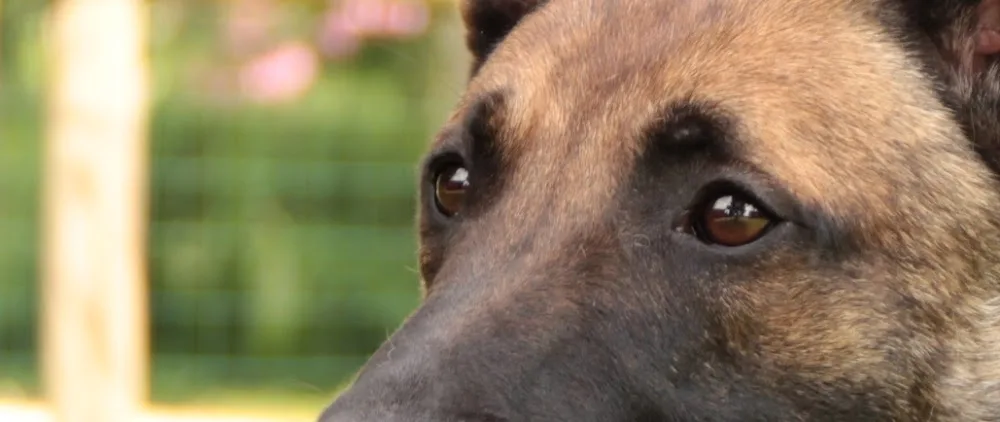 Postumia Animal Services - Treviso pet otel